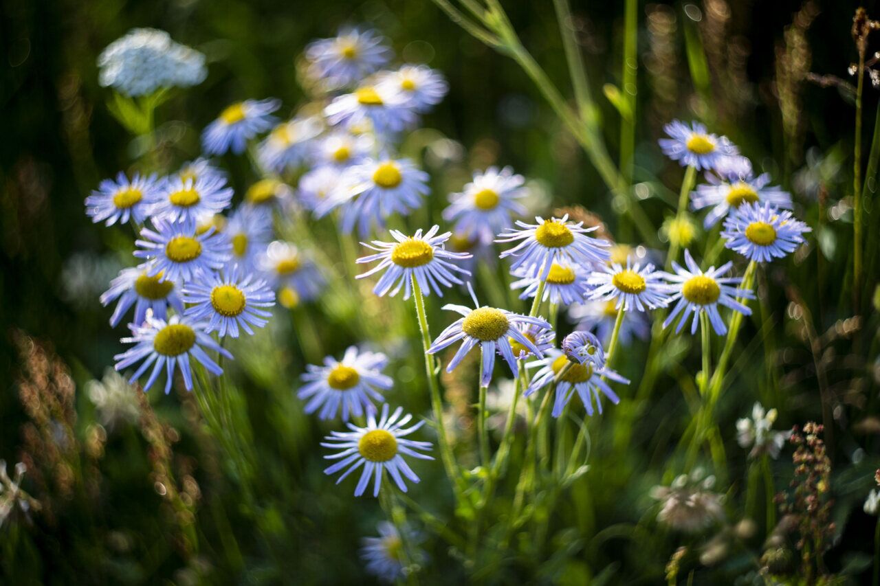 Wildflowers in a sunlit mountain meadow